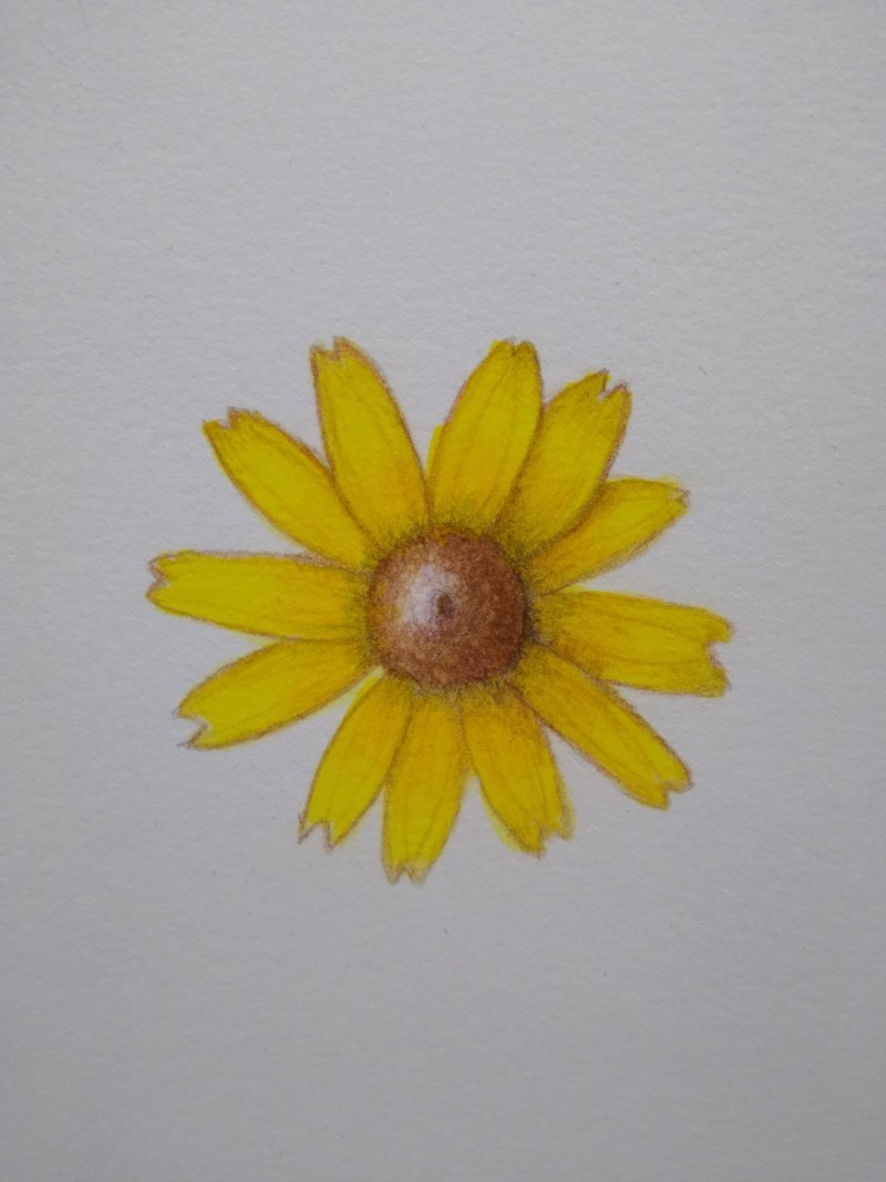 black-eyed-susan-2
