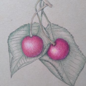 cherry-study