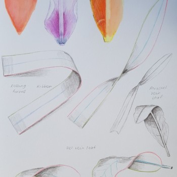 drawbotanicaljuly2021_1a