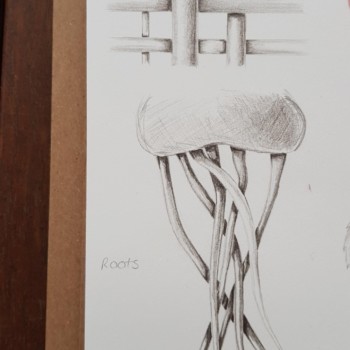 drawbotanicaljune2021