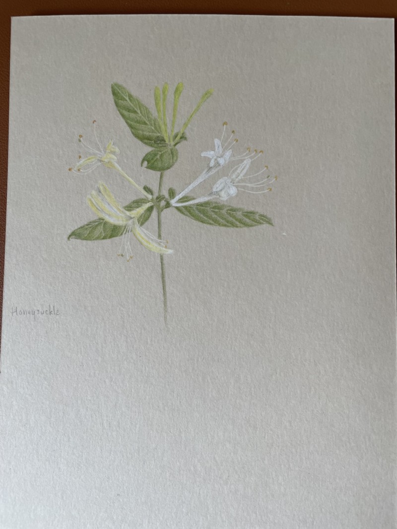 honeysuckle