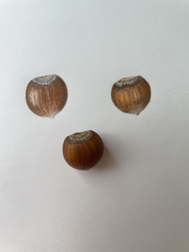 hazelnuts