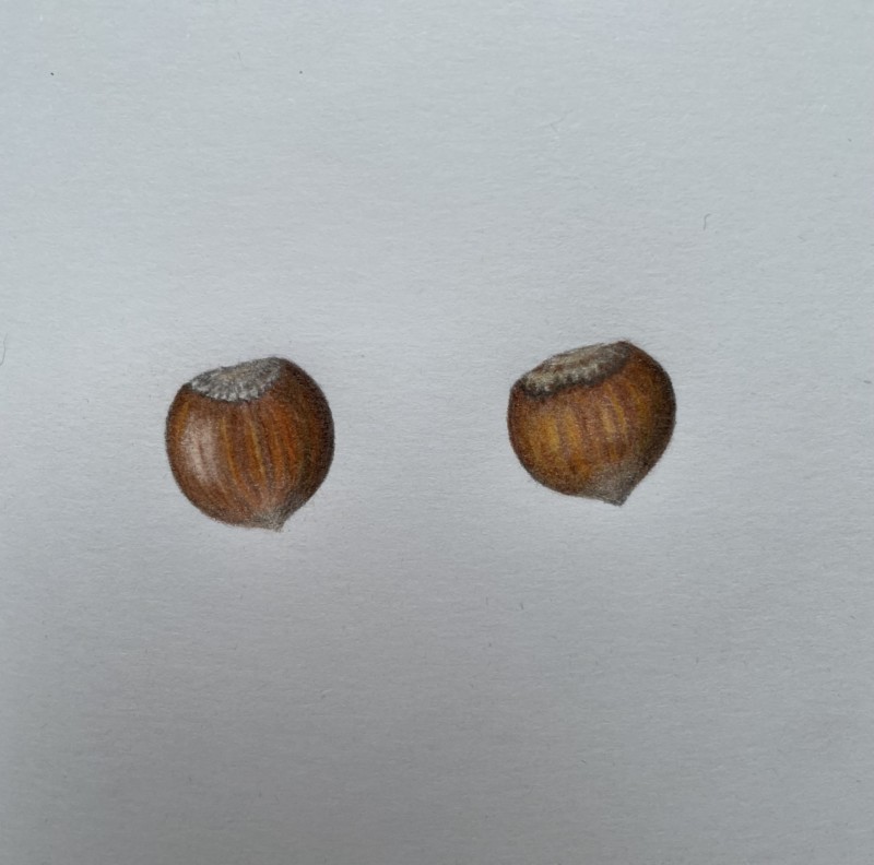 hazelnuts-2