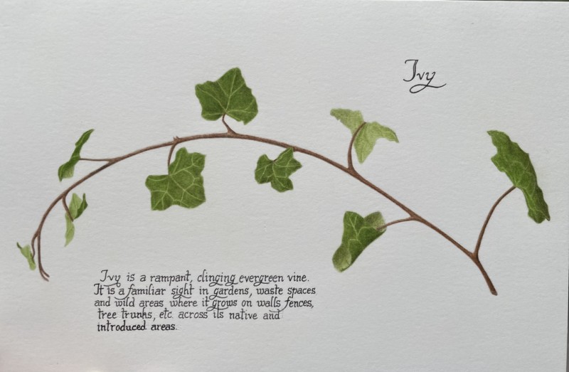ivy-more-toning-text