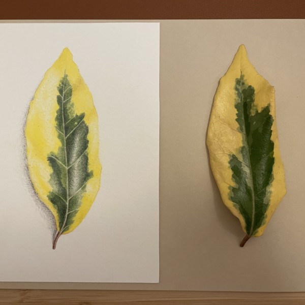 Hedge leaf