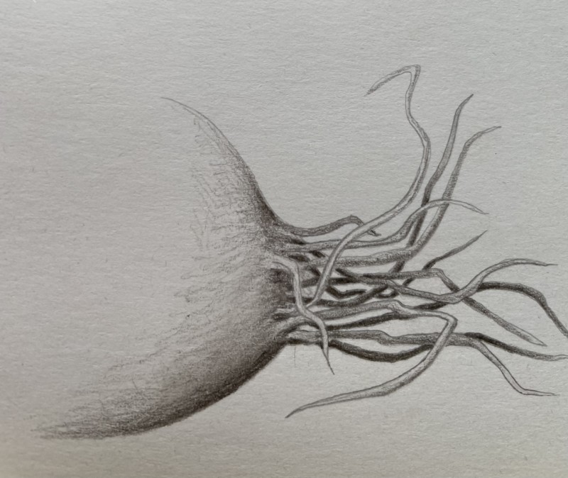 lesson-20-green-onion-roots