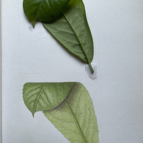 Lesson 36 - Net vein leaf