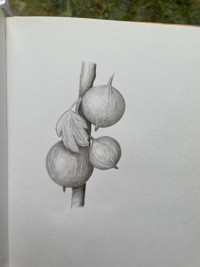 lesson-21-gooseberry-overlaps