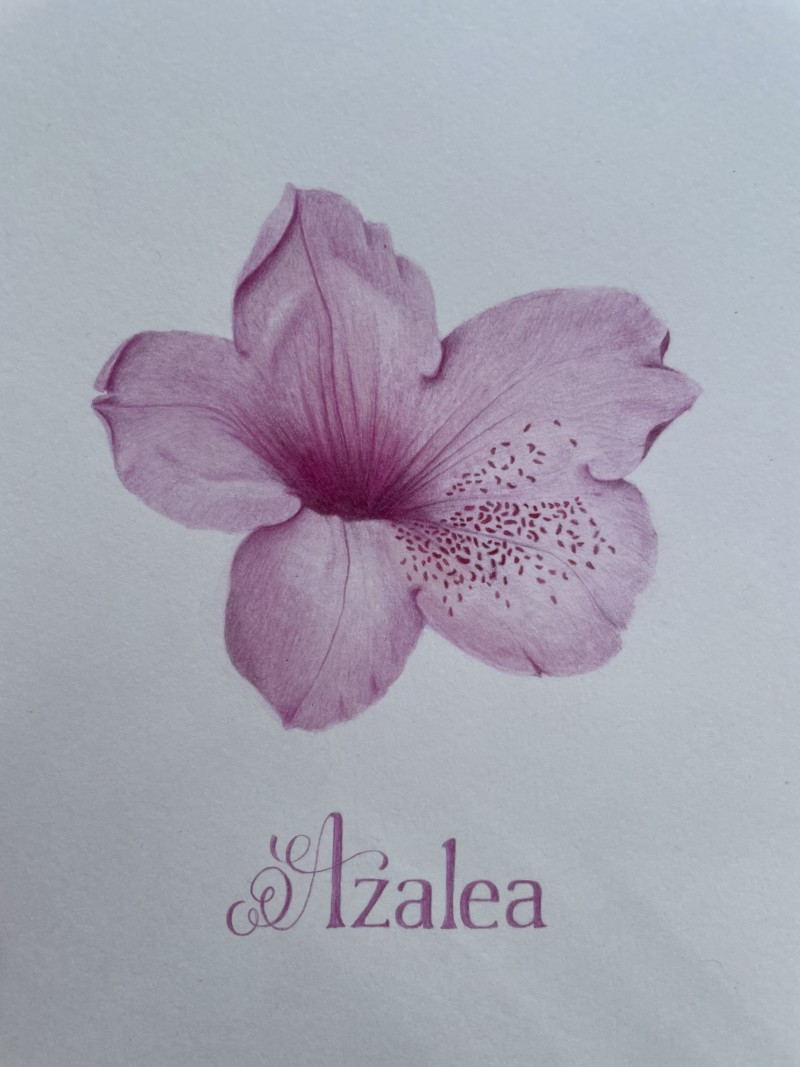 azalea-petals