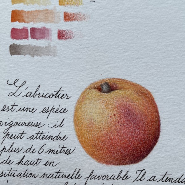 Apricot on grainy paper