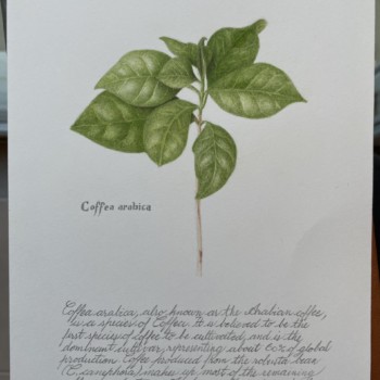 coffea-arabica-with-text