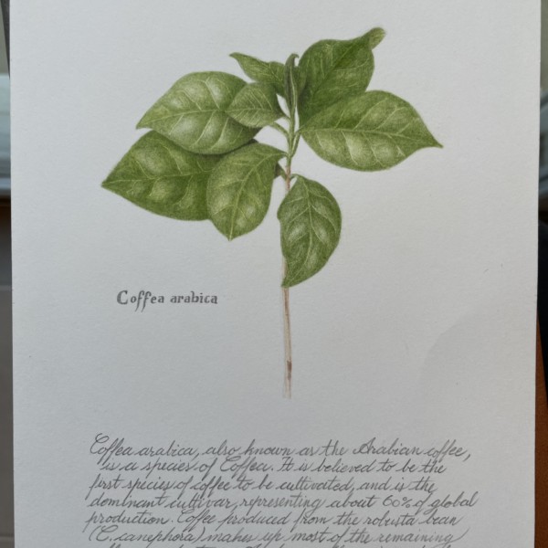 Coffea arabica with text