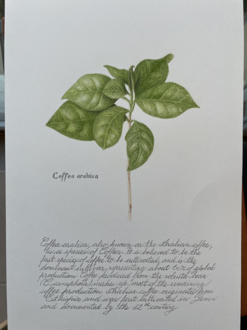 coffea-arabica-with-text