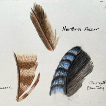 lesson-22-feathers-2