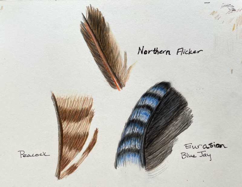 lesson-22-feathers-2