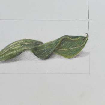 lesson-35-parallel-vein-leaf-2