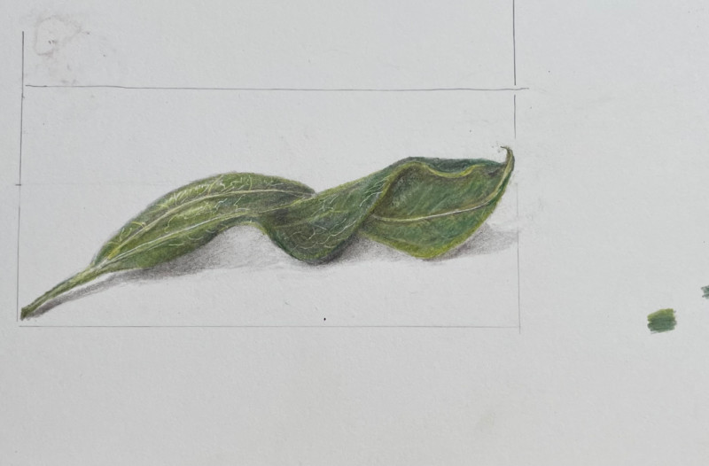 lesson-35-parallel-vein-leaf-2
