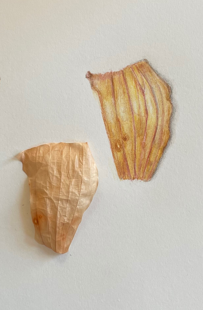 lesson-24-onion-2
