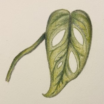 monstera-adansonii-leaf