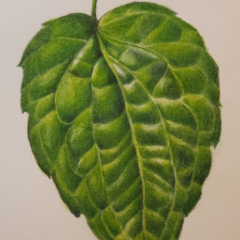 pillowy-leaf