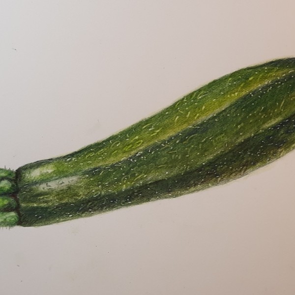 Zucchini