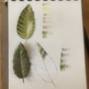 live-oak-leaves-learning-about-margins