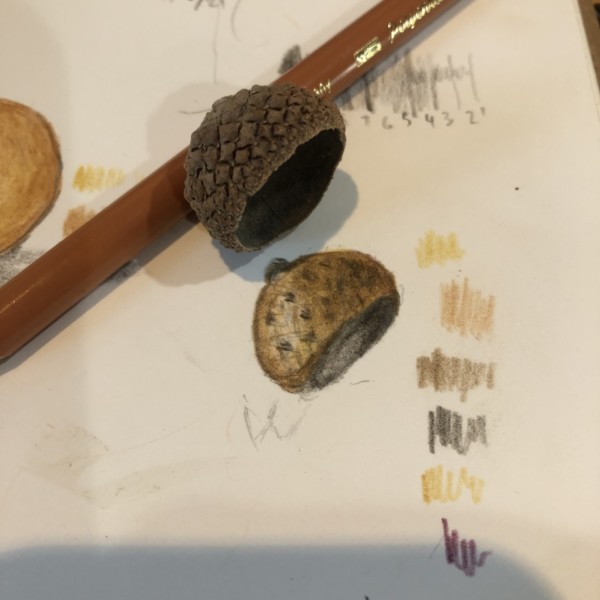 Acorn Cups: learning to draw