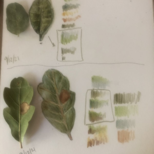 Blue Oak Leaves: learning about toning