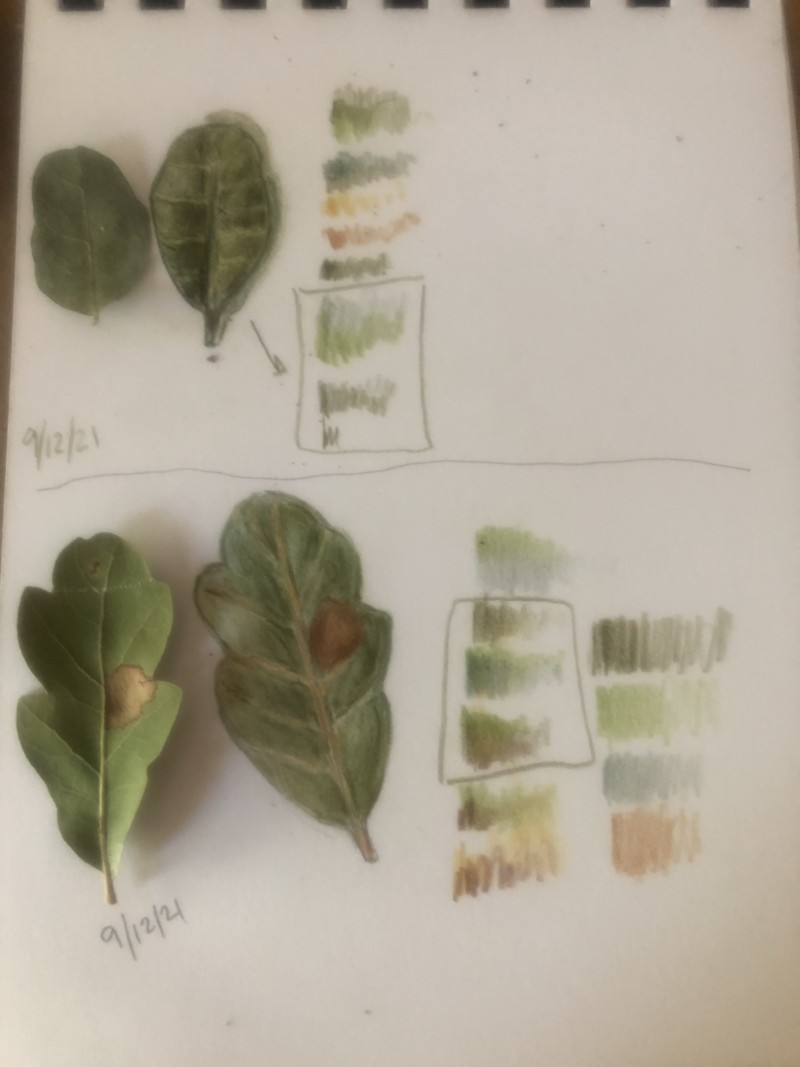 blue-oak-leaves-learning-about-toning