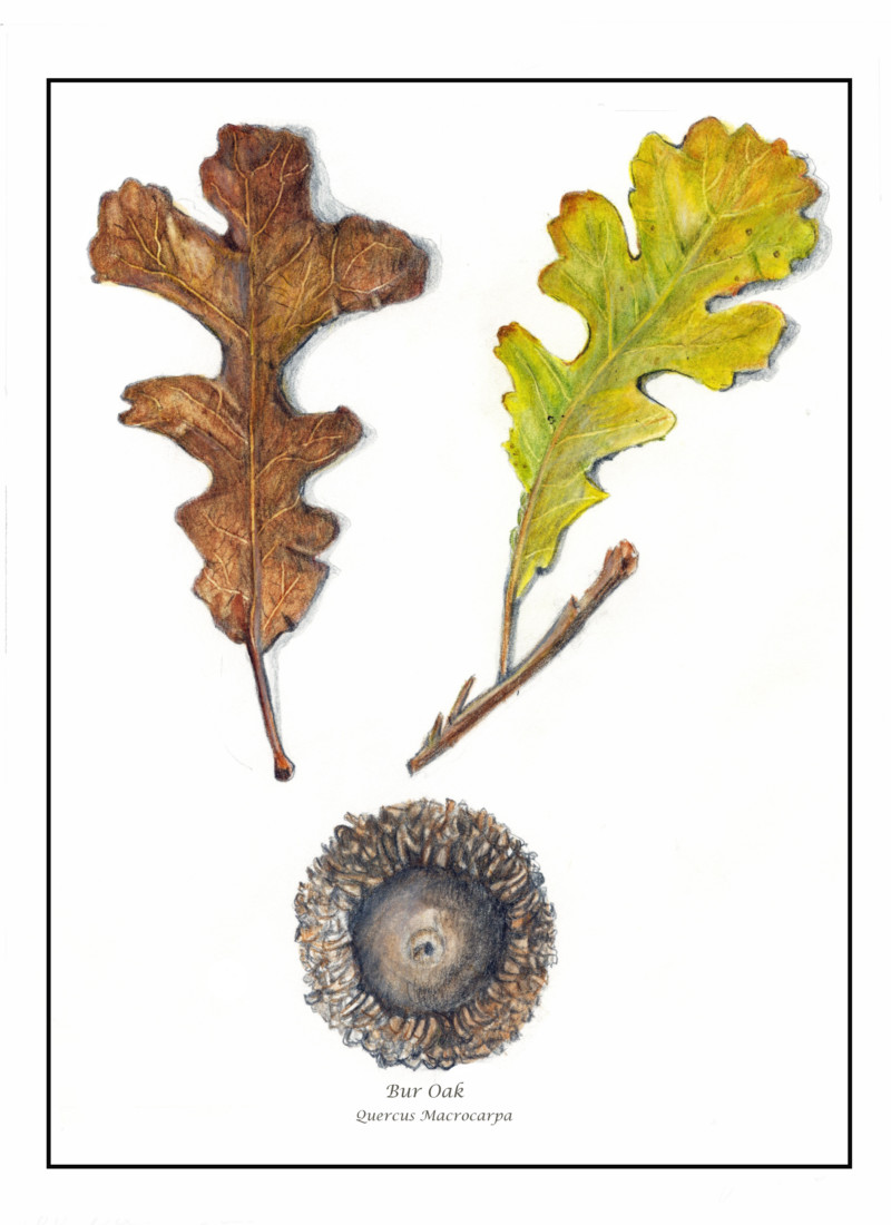 bur-oak