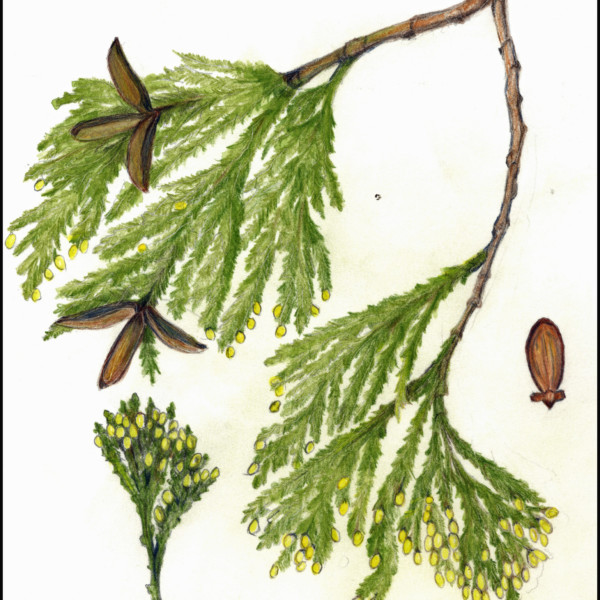 Incense Cedar