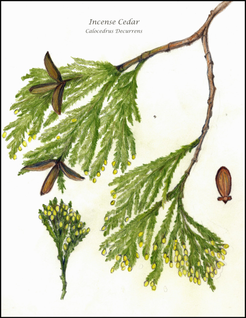 incense-cedar