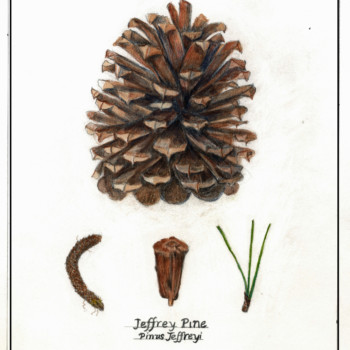 jeffrey-pine