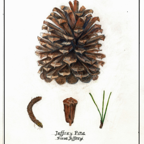 Jeffrey Pine