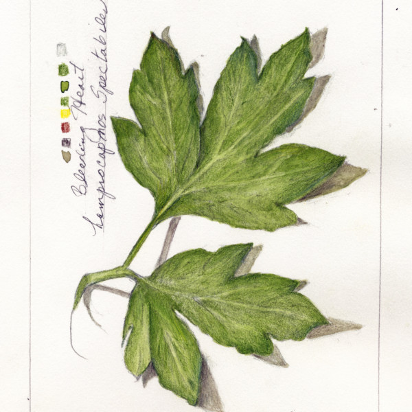 Leaves 1 2021