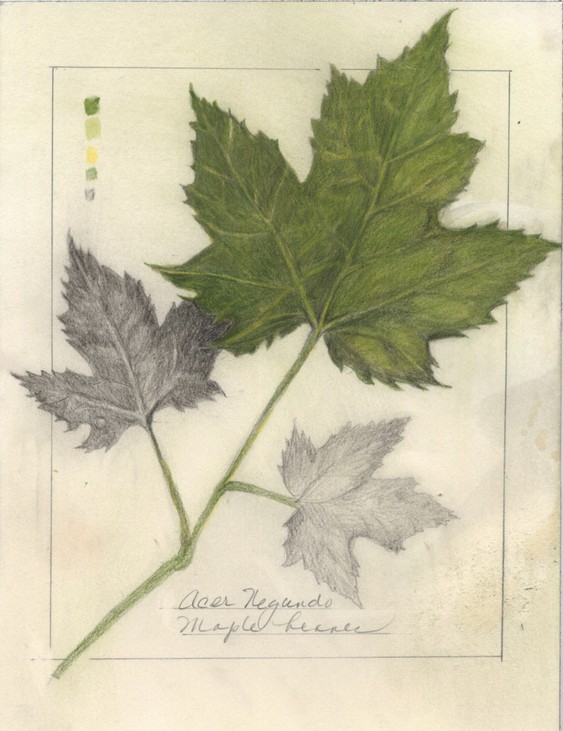 leaves-2021-2