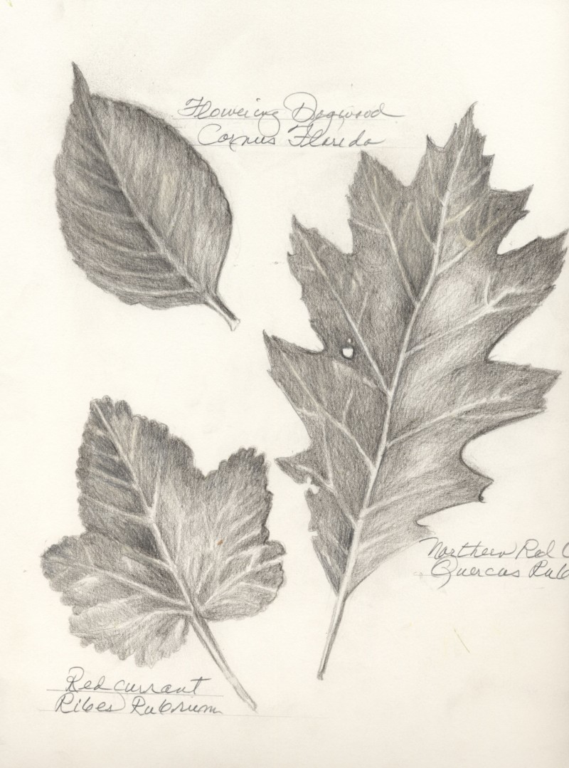leaves-2021
