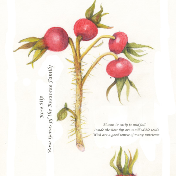 Rose hip