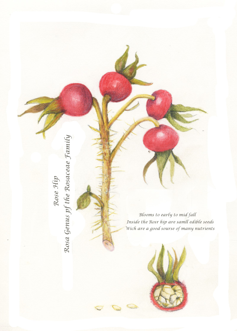 rose-hip