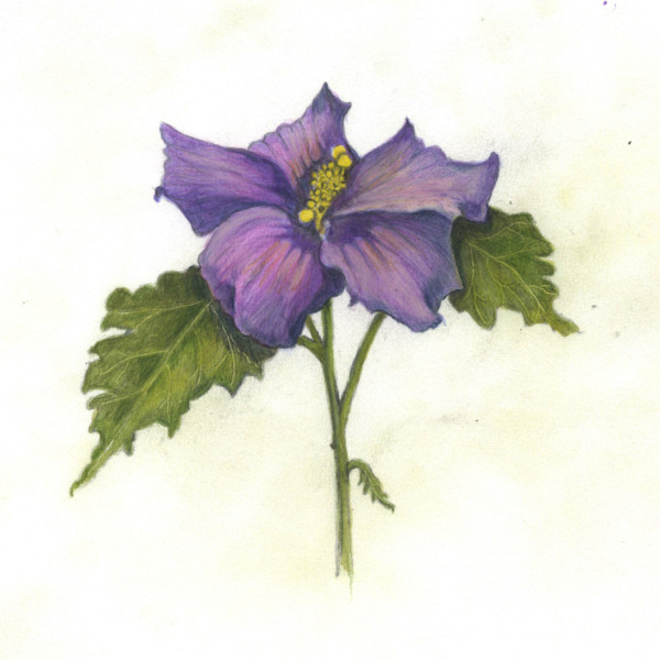 Rose of Sharon