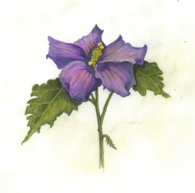rose-of-sharon