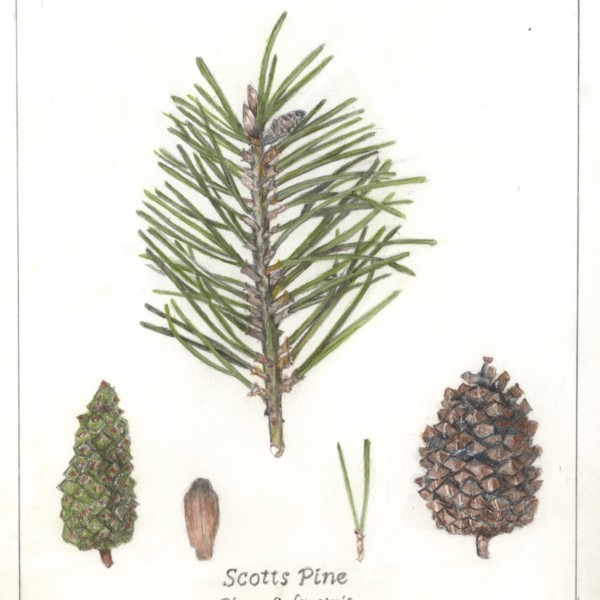 Scott Pine
