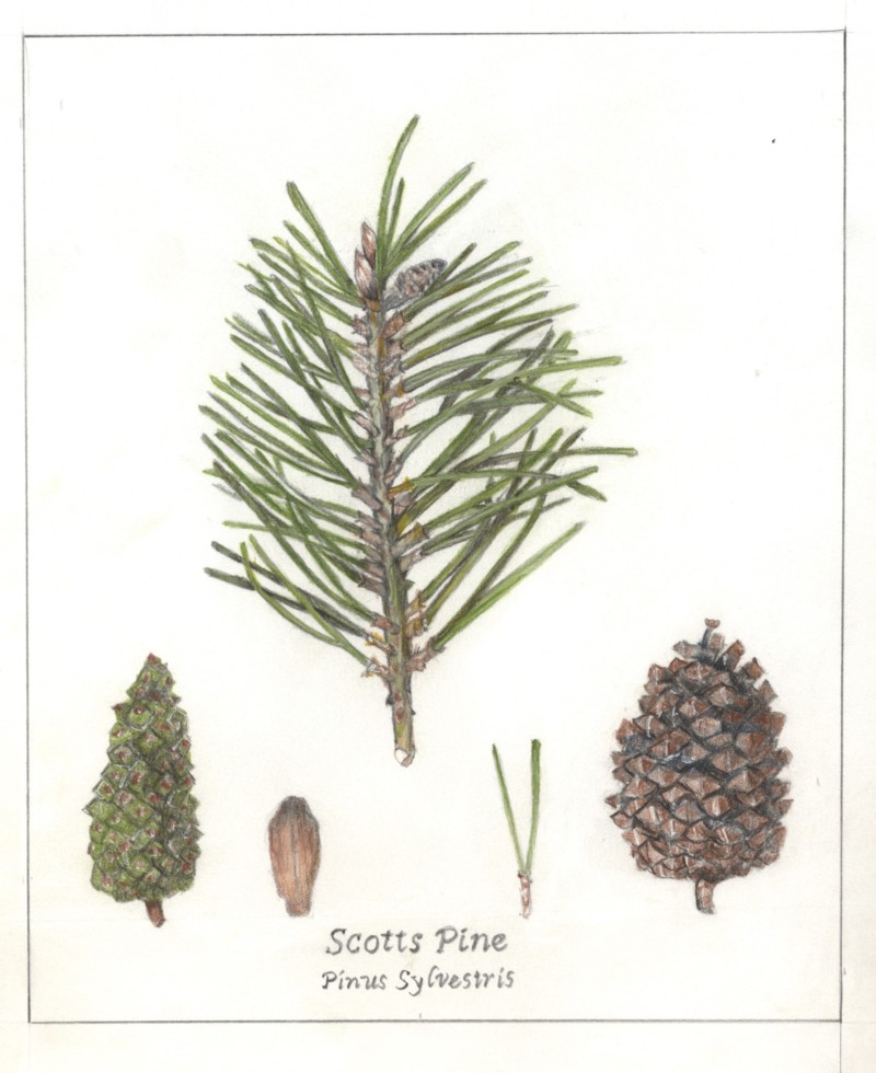 scott-pine