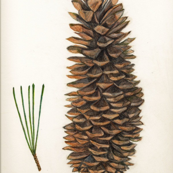 Sugar Pine