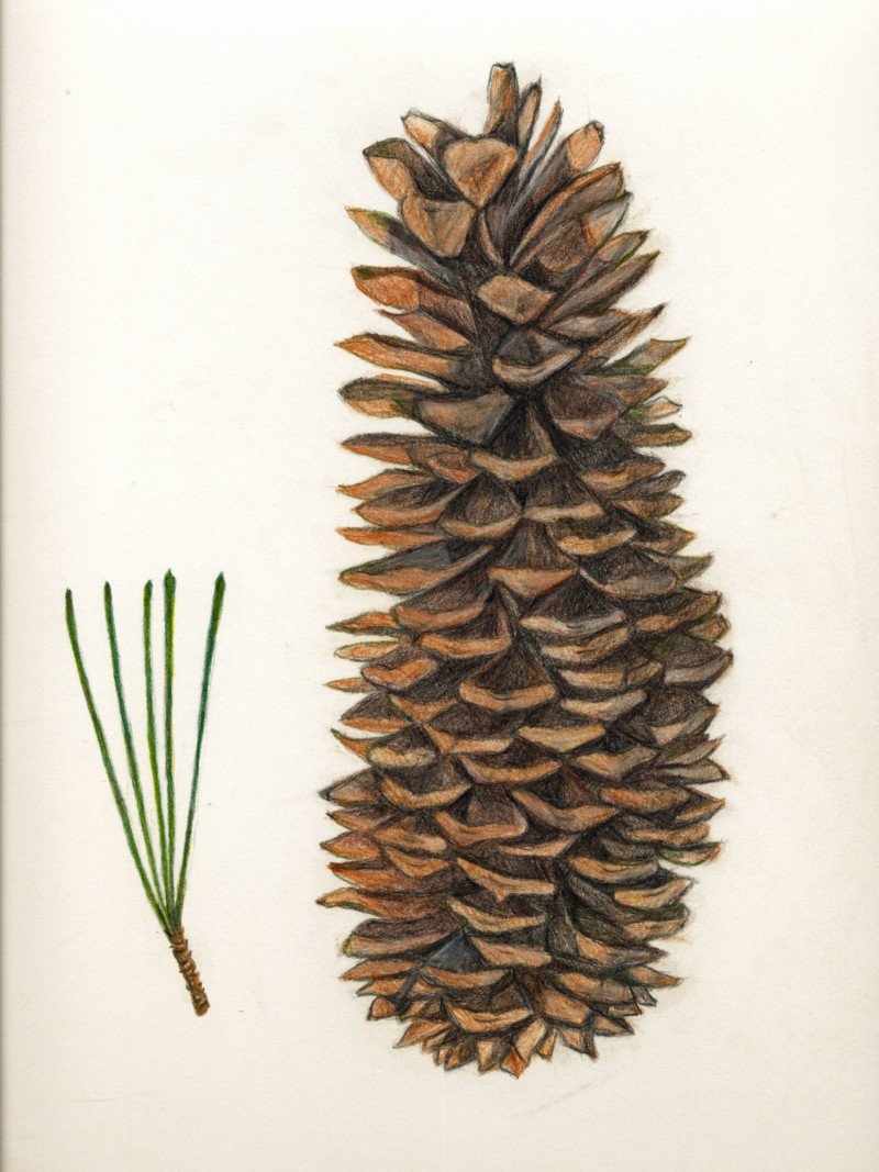 sugar-pine