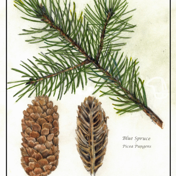 blue spruce