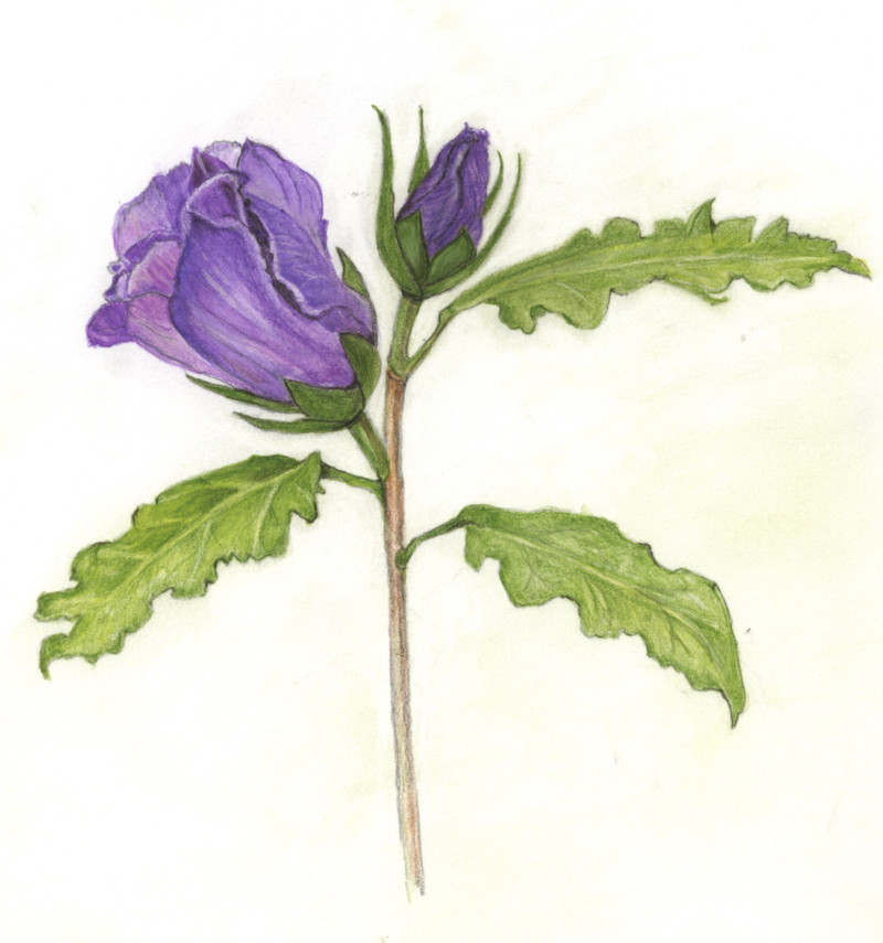 flowers-in-my-garden-2jpg