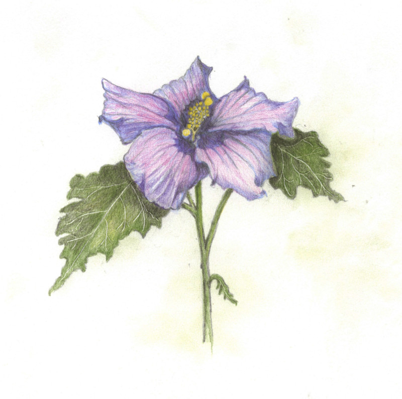 flowers-in-my-garden-3