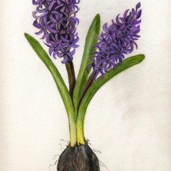 hyacinth-2