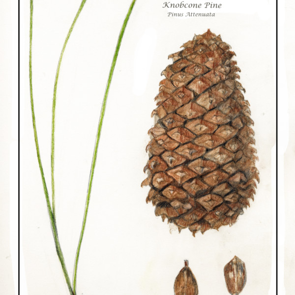 knobcone pine